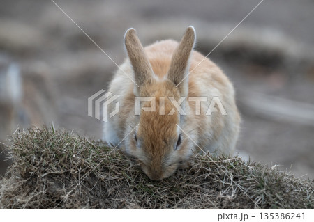 ウサギの楽園 大久野島 135386241