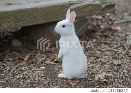 ウサギの楽園 大久野島 135386247