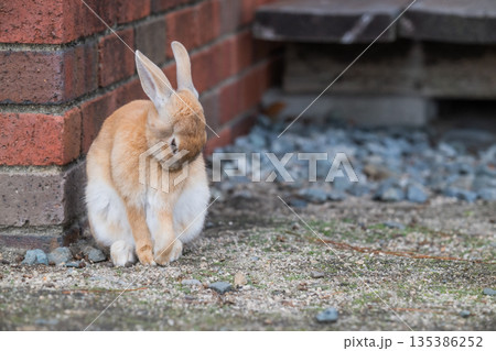 ウサギの楽園 大久野島 ウサギの楽園 大久野島 135386252