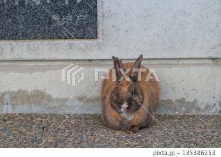ウサギの楽園 大久野島 135386253