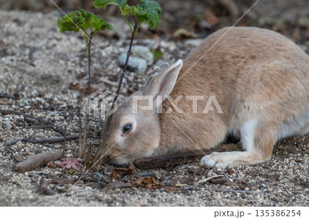 ウサギの楽園 大久野島 ウサギの楽園 大久野島 135386254