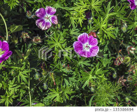Geranium sanguineum Elke, is a species of plant in genus Geranium of the family Geraniaceae. Geranium sanguineum Elke, is a species of plant in genus Geranium of the family Geraniaceae. 135386694