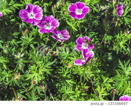 Bee collects nectar on a Geranium sanguineum Elke flower, a species of plant in the genus Geranium of the Geraniaceae family. Bee collects nectar on a Geranium sanguineum Elke flower, a species of plant in the genus Geranium of the Geraniaceae family. 135386697