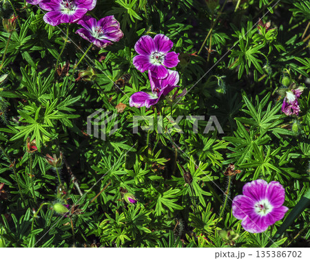 Geranium sanguineum Elke, is a species of plant in the genus Geranium of the family Geraniaceae. Geranium sanguineum Elke, is a species of plant in the genus Geranium of the family Geraniaceae. 135386702