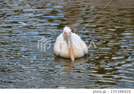 優雅に泳ぐモモイロペリカン 135386828