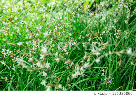 Small white flowers with yellow petal in the filed Small white flowers with yellow petal in the filed 135386866