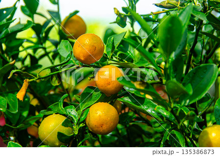Ripe oranges on branches have green leaves Ripe oranges on branches have green leaves 135386873