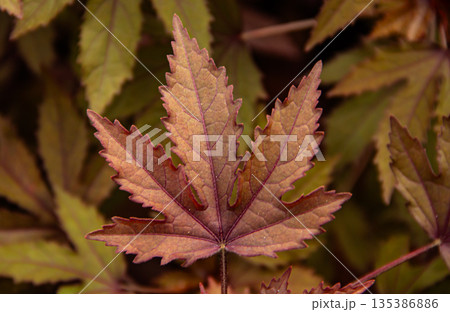 The texture of a tree leaf. macro texture of leaves 135386886