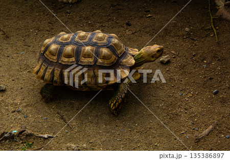 giant tortoise resting 135386897