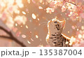 満開の桜に木の下で桜を見上げる子猫のイラスト 135387004