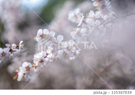 梅の花 春色のイメージ 野花豊後 梅の花 春色のイメージ 野花豊後 135387039