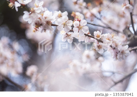 梅の花　春色のイメージ　野花豊後 135387041