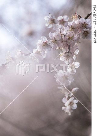 梅の花 春色のイメージ 野花豊後 梅の花 春色のイメージ 野花豊後 135387043