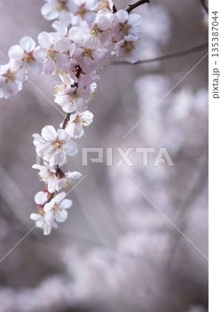 梅の花　春色のイメージ　野花豊後 135387044