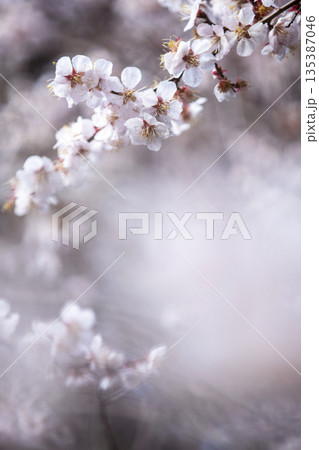 梅の花 春色のイメージ 野花豊後 梅の花 春色のイメージ 野花豊後 135387046