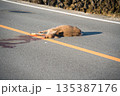 ロードキル　轢かれた鹿 135387176