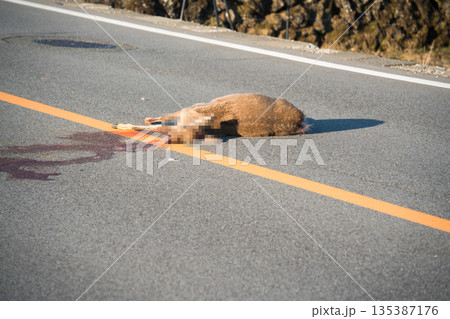 ロードキル　轢かれた鹿 135387176