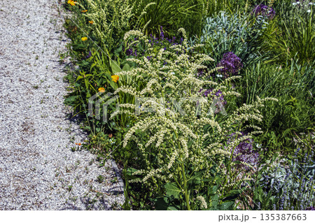 Beta trigyna a species of amaranth growths Amaranthaceae, expansions in the snow-descent part of Europe and Western Asia. Beta trigyna a species of amaranth growths Amaranthaceae, expansions in the snow-descent part of Europe and Western Asia. 135387663