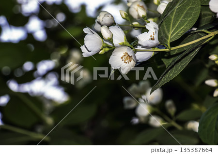 Closeup of white flowers of the early summer flowering garden shrub philadelphus snowbelle. Closeup of white flowers of the early summer flowering garden shrub philadelphus snowbelle. 135387664