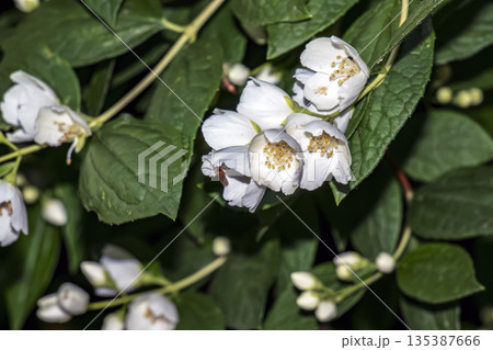 Closeup of the white flowers of the early summer flowering garden shrub philadelphus snowbelle. Blurred background. Selective focus. Closeup of the white flowers of the early summer flowering garden shrub philadelphus snowbelle. Blurred background. Selective focus. 135387666