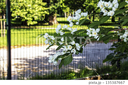 Closeup of white flowers of the early summer flowering garden shrub philadelphus snowbelle. Blurred background. Selective focus. Closeup of white flowers of the early summer flowering garden shrub philadelphus snowbelle. Blurred background. Selective focus. 135387667