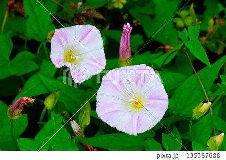 ヒルガオ 135387688
