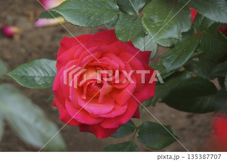 バラ 135387707