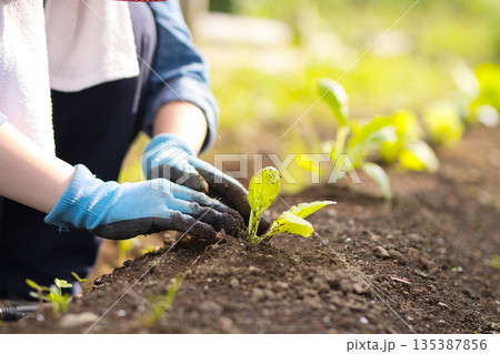 畑に野菜の苗を植える若い女性 畑に野菜の苗を植える若い女性 135387856