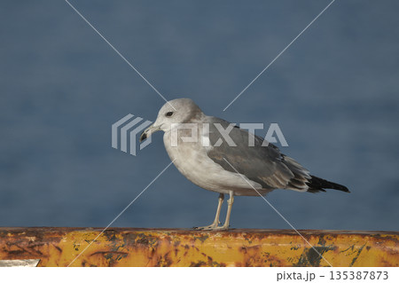 ウミネコ 135387873