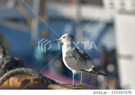 ウミネコ 135387876