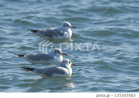 ユリカモメ 135387883