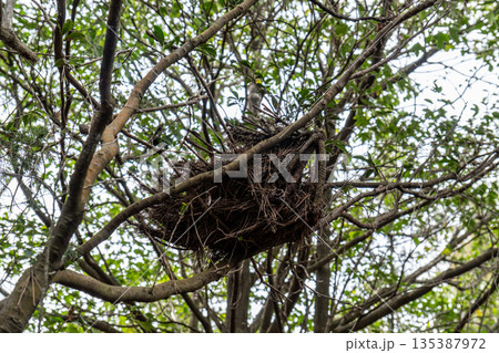 おくの細道アルプス　鳥の巣と新緑　岡山県瀬戸内市 135387972
