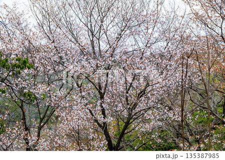 おくの細道アルプス　縦走路脇に咲くヤマザクラ2　岡山県瀬戸内市 135387985