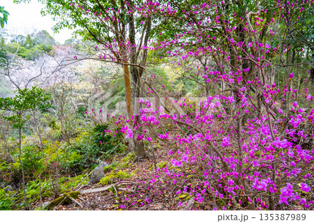 おくの細道アルプス 縦走路脇に咲くミツバツツジとヤマザクラ2 岡山県瀬戸内市 おくの細道アルプス 縦走路脇に咲くミツバツツジとヤマザクラ2 岡山県瀬戸内市 135387989