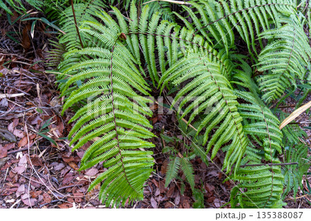 おくの細道アルプス　縦走路脇のウラジロ　岡山県瀬戸内市 135388087