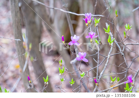 おくの細道アルプス　高取山城に咲くミツバツツジ　岡山県瀬戸内市 135388106
