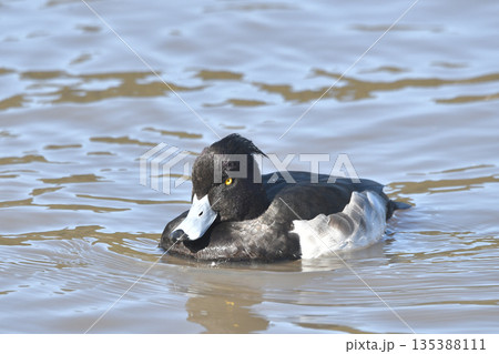 キンクロハジロ 135388111