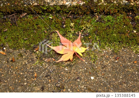 苔庭に舞い降りた最後の一葉 苔庭に舞い降りた最後の一葉 135388145