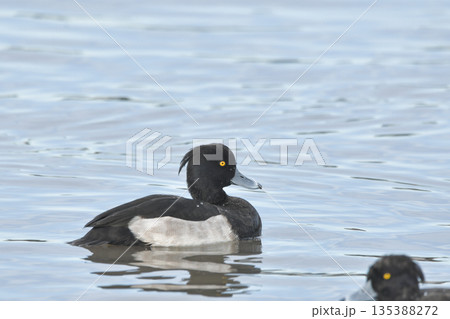 キンクロハジロ 135388272