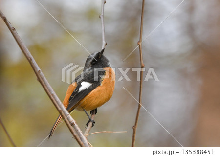 ジョウビタキ 135388451