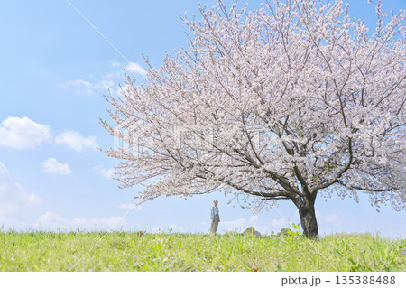 満開の桜を見る女性 135388488