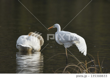 ダイサギ ダイサギ 135388633