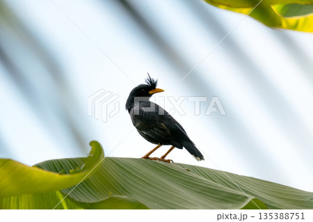 Great Myna bird with black feathers and yellow beak perched on a large green banana leaf. Exotic tropical bird photography in a bright greenhouse setting with soft natural light and blue background. Great Myna bird with black feathers and yellow beak perched on a large green banana leaf. Exotic tropical bird photography in a bright greenhouse setting with soft natural light and blue background. 135388751