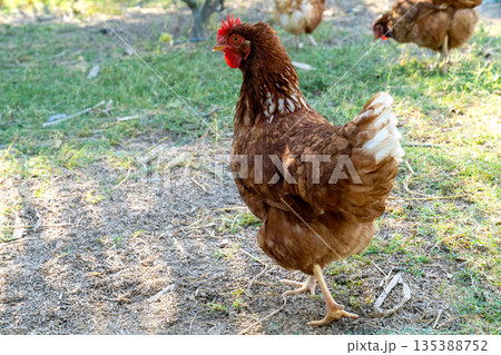 A brown hen stands on one leg in a sunny outdoor farmyard. Profile view of a domestic chicken with red comb on a background of green grass and dirt. Organic livestock and poultry farming concept. A brown hen stands on one leg in a sunny outdoor farmyard. Profile view of a domestic chicken with red comb on a background of green grass and dirt. Organic livestock and poultry farming concept. 135388752