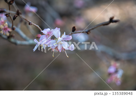 十月桜 135389048