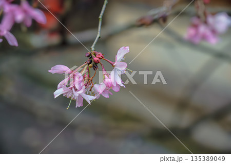 十月桜 135389049