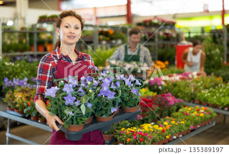 Adult woman holding platycodon in pots Adult woman holding platycodon in pots 135389197