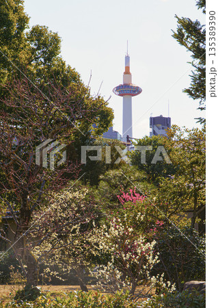 京都枳殻邸の紅梅と白梅 135389390