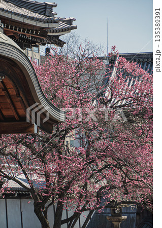 京都興正寺の紅梅 135389391