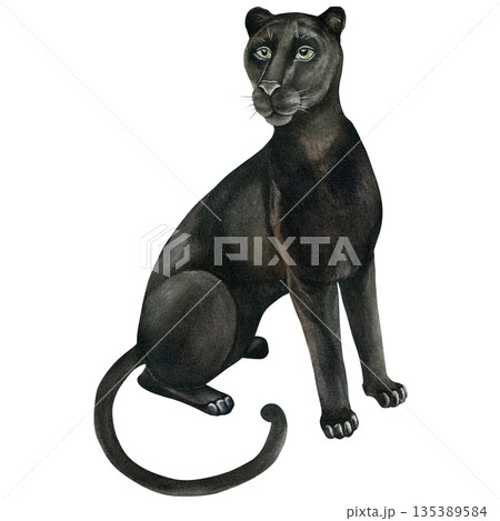 Panther. Hand-drawn watercolor illustration, isolated on a white background. Watercolor drawing wild cat for textile design, wallpaper, prints, and banners 135389584